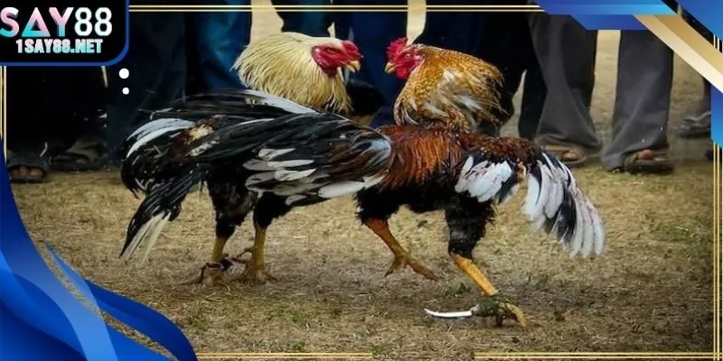 Bảng thống kê tỷ lệ thắng của 10 trận gần nhất theo từng chiến kê tại say88.