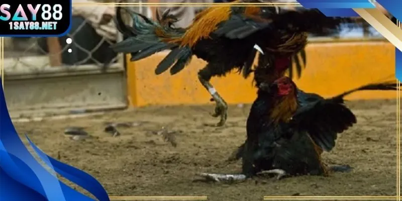 Biến động tỷ lệ cược trong 3 phút đầu trận sv388 trực tiếp đá gà.