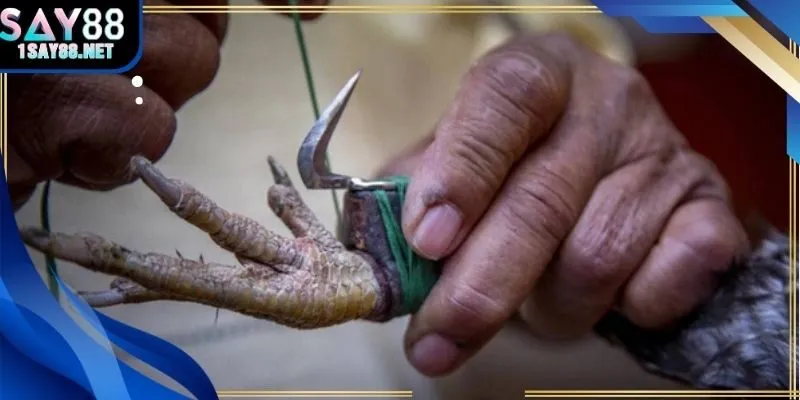 Biểu đồ biến động tỷ lệ cược đá gà thomo trong 5 phút đầu của trận đấu.