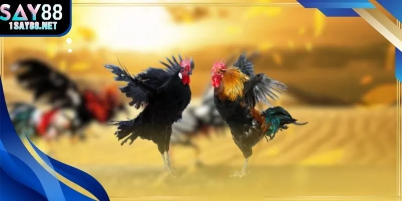 Biểu đồ tiêu hao vốn khi chơi liên tục 5 trận đá gà trực tiếp C1.