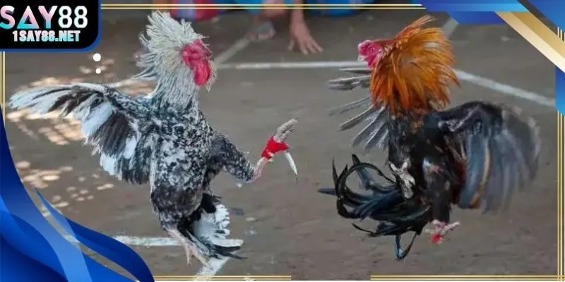 Cặp chiến kê hạng nặng thi đấu tại trường gà Thomo, tỷ lệ cược 1.85 được hiển thị trực tiếp trên bảng.