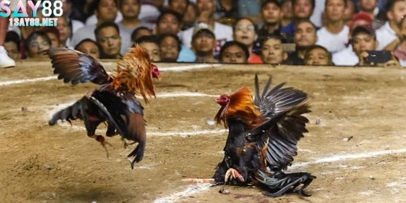 Hình ảnh trận đấu chân thực với góc quay rõ nét