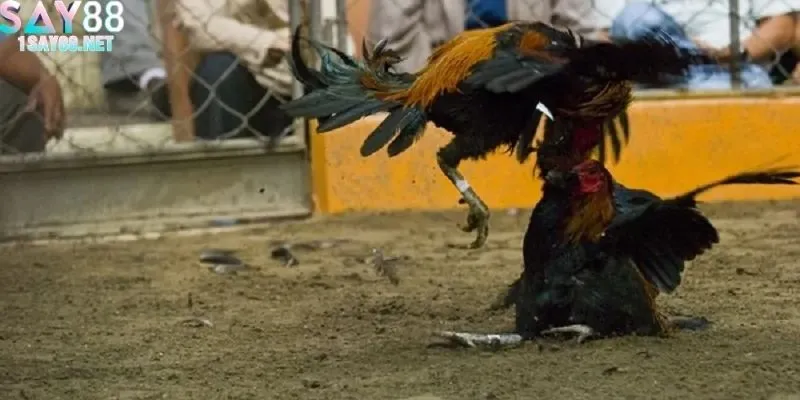 Đa dạng trận đấu đá gà với nhiều lựa chọn hấp dẫn