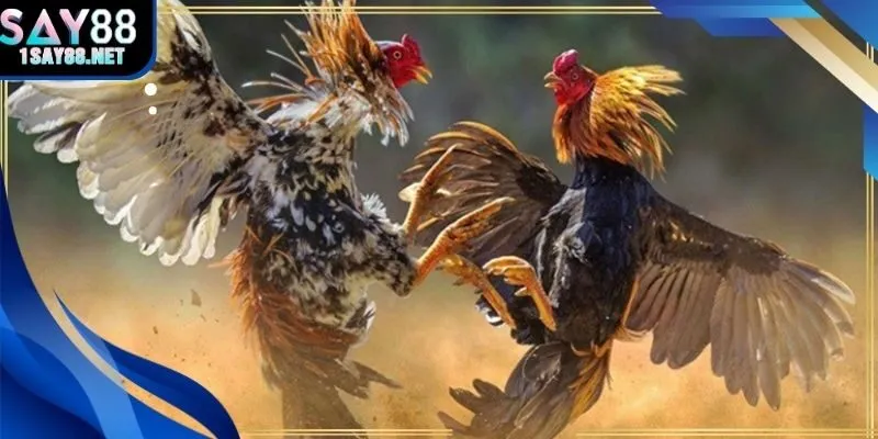 Trận đấu sv388 trực tiếp đá gà hiển thị tỷ lệ cược thay đổi theo từng pha ra đòn.